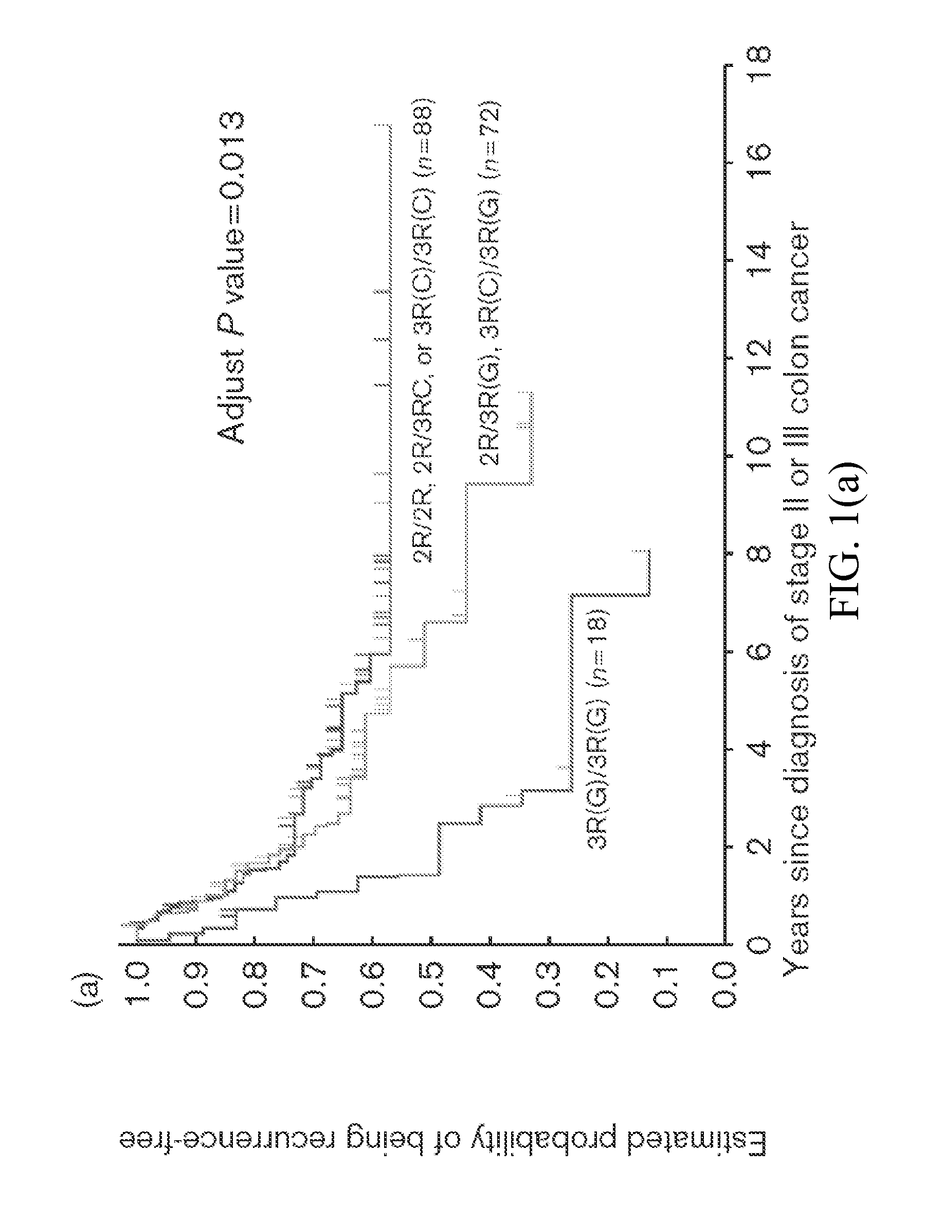 Thymidylate Synthase Haplotype is Associated with Tumor Recurrence in Stage II and Stage III Colon Cancer Patients