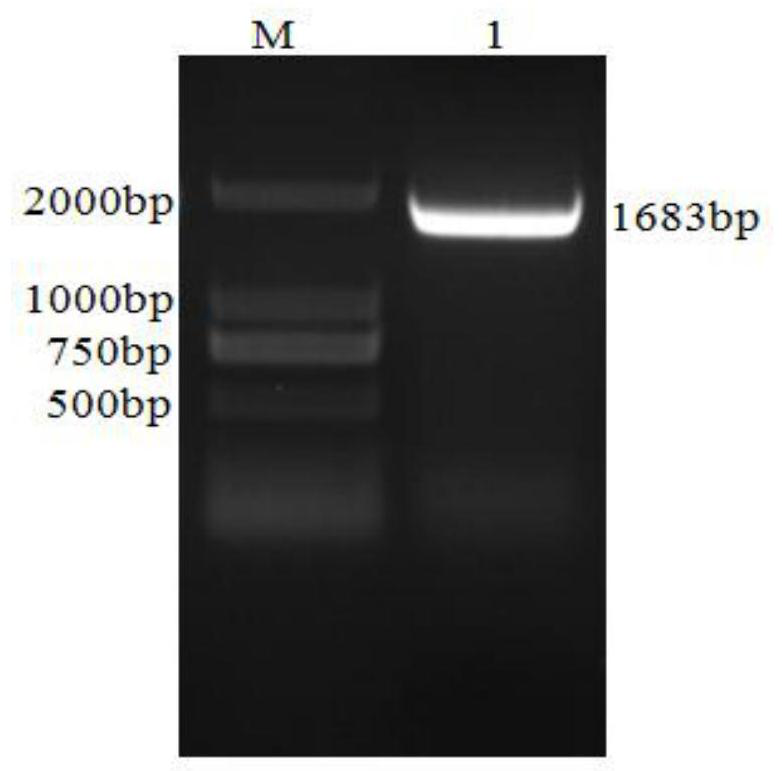 Preparation method of recombinant protein of porcine h1n1 subtype influenza virus hemagglutinin and liquid chip detection kit for the virus antibody