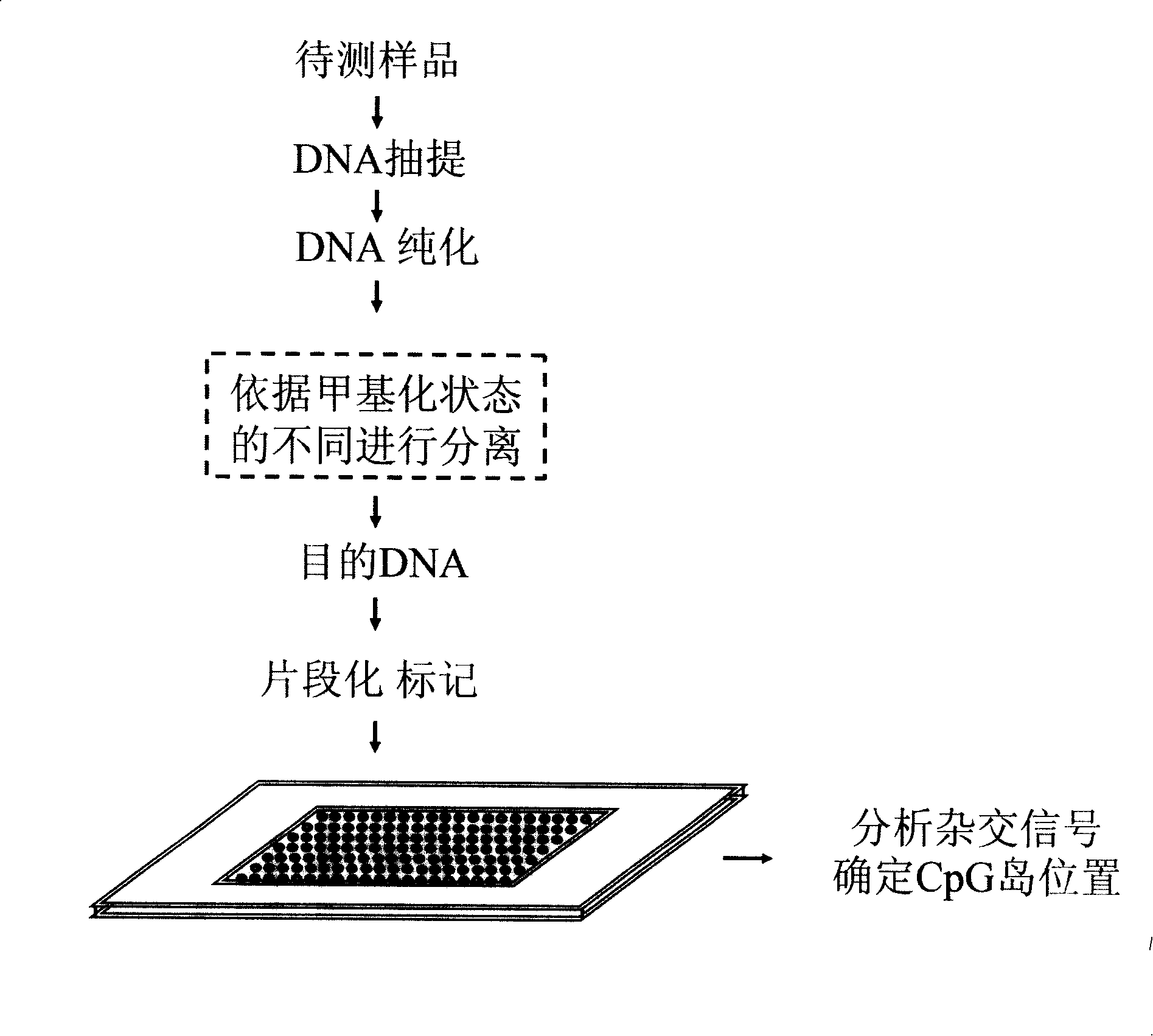 Oligonucleotide chip for detecting complete genome CpG island and uses thereof