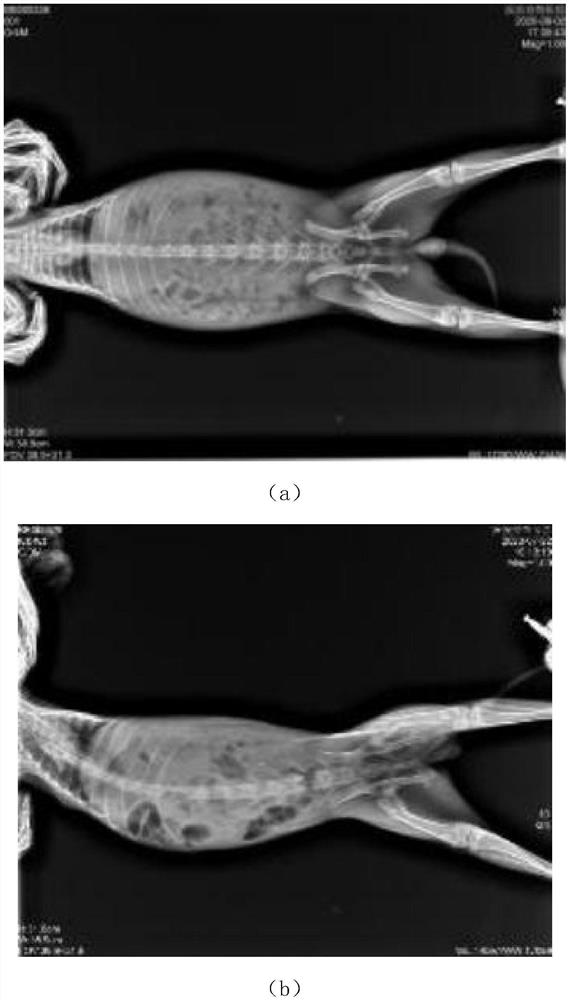 Construction method of animal ureteral calculus model