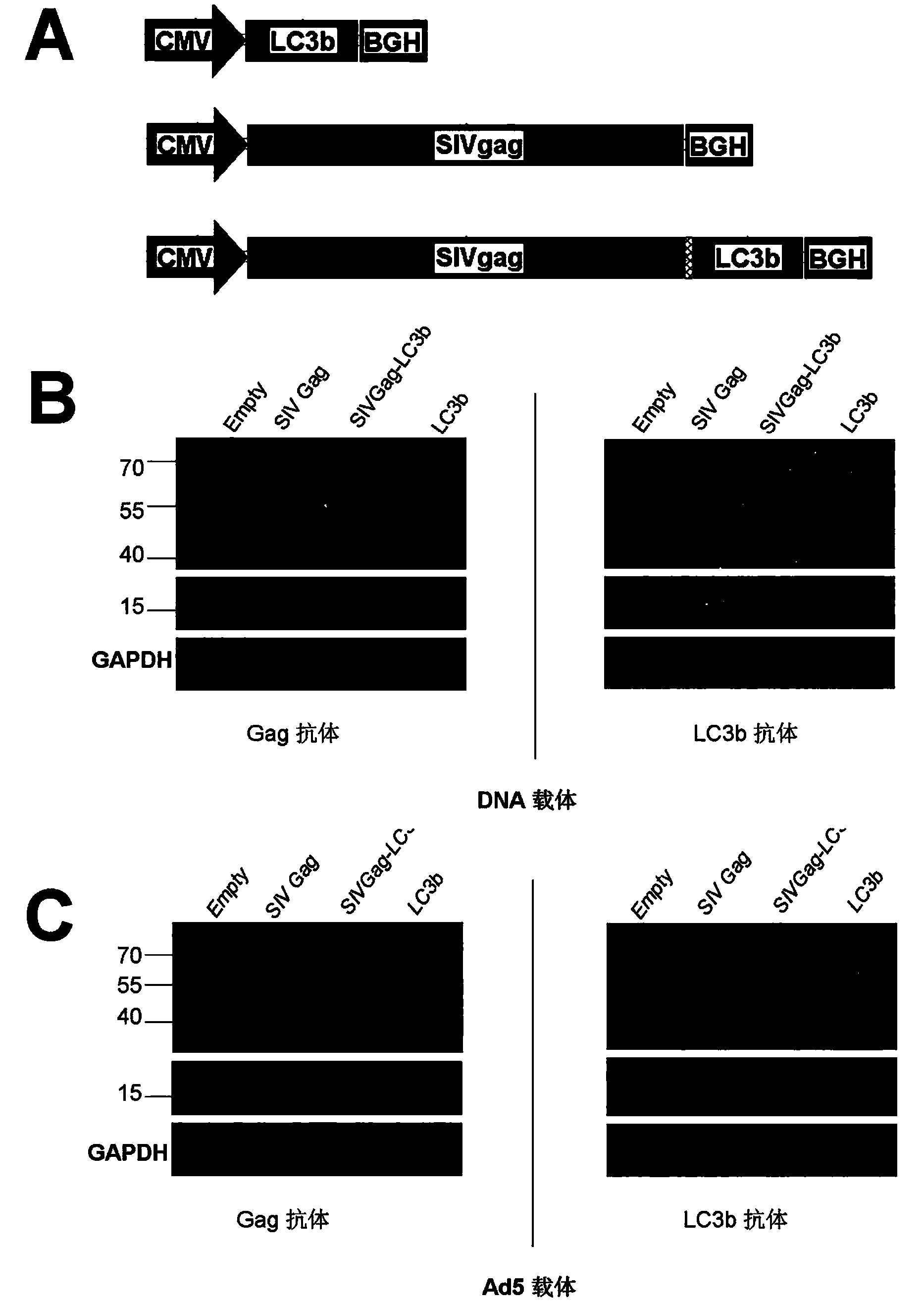 Novel HIV vaccine for triggering efficient CD4+T lymphocyte immune response