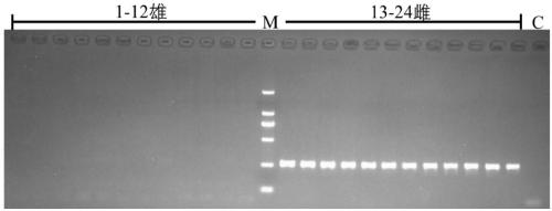 Specific DNA fragment SSM2 for sex determination of sturgeons and application