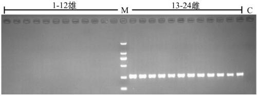 Specific DNA fragment SSM2 for sex determination of sturgeons and application