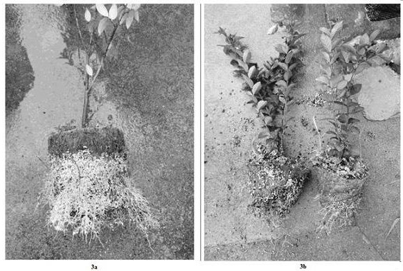 Easily-degradable straw fiber seedling raising container cup and seedling raising method thereof