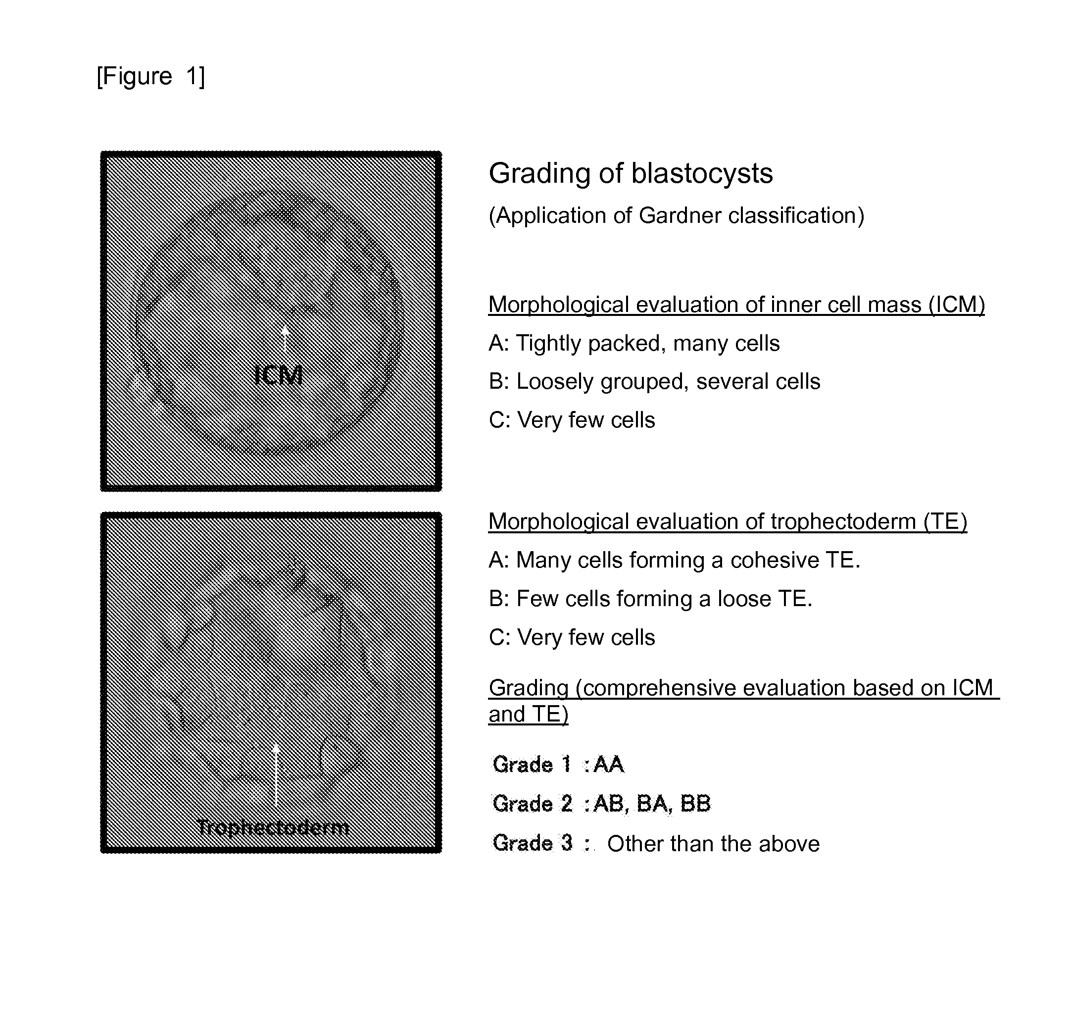 Method for evaluating human blastocyst by norepinephrine level in blastocyst culture solution