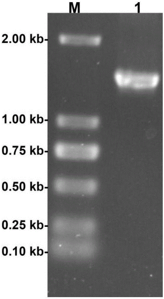 Cloning, definition and application of internally tangent polygalacturonase gene with temperature resistance and acid stability