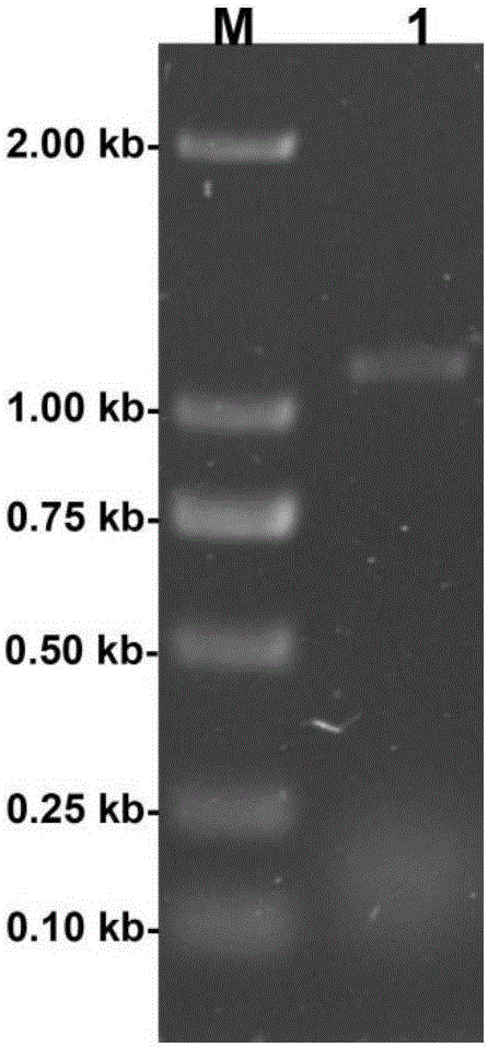 Cloning, definition and application of internally tangent polygalacturonase gene with temperature resistance and acid stability