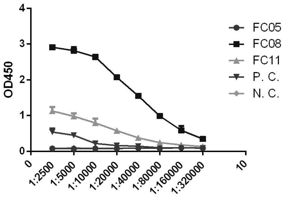 Monoclonal antibody for resisting novel coronavirus or derivative thereof