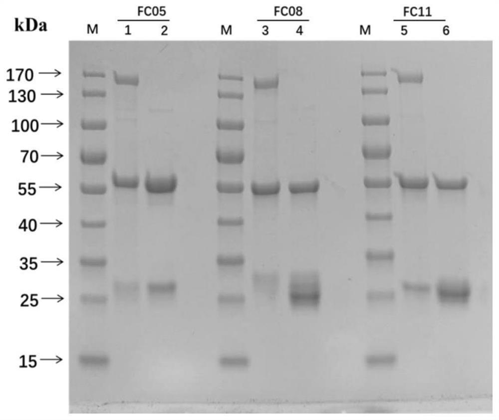 Monoclonal antibody for resisting novel coronavirus or derivative thereof