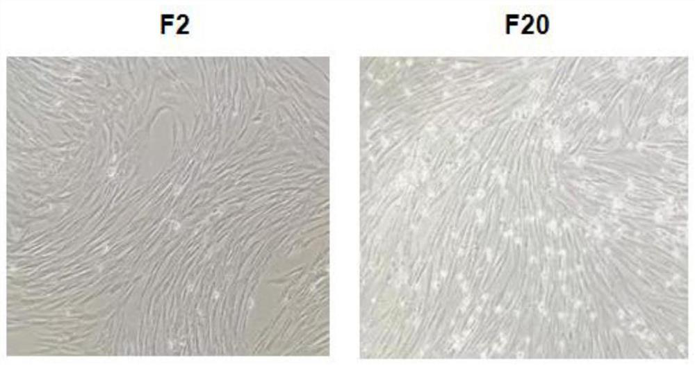 Fibroblasts derived from multiple tissue sources of native dog through primary isolated culture and immortalization construction method of fibroblasts