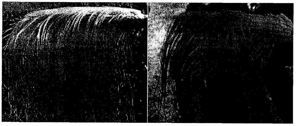 Improved floral-dip method for transforming maize in permeable medium