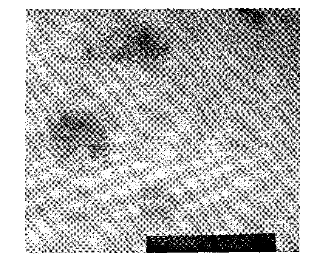 Foot and mouth disease virus-like particle, preparation method and application thereof