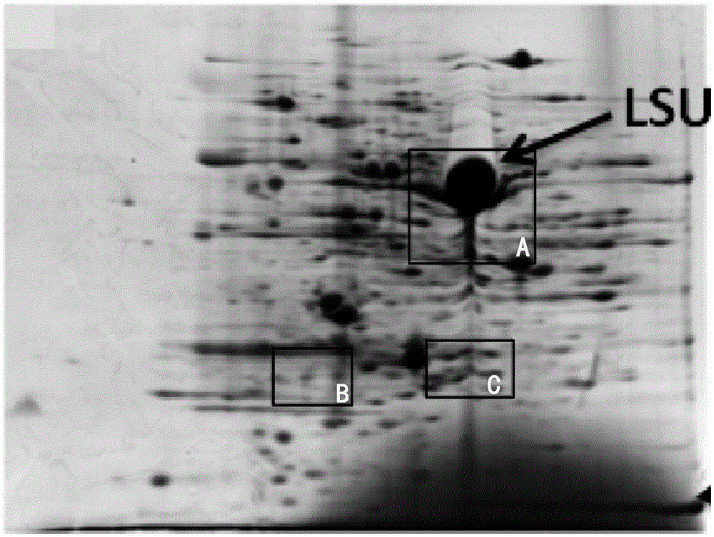 Method for removing RuBisco protein in broussonetia papyrifera leaf protein