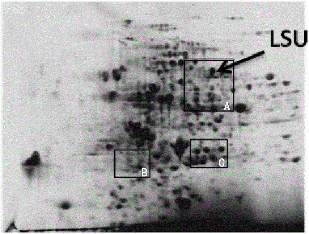 Method for removing RuBisco protein in broussonetia papyrifera leaf protein