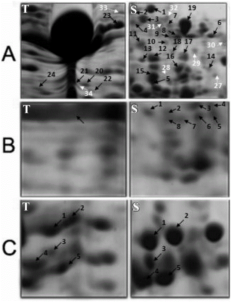 Method for removing RuBisco protein in broussonetia papyrifera leaf protein