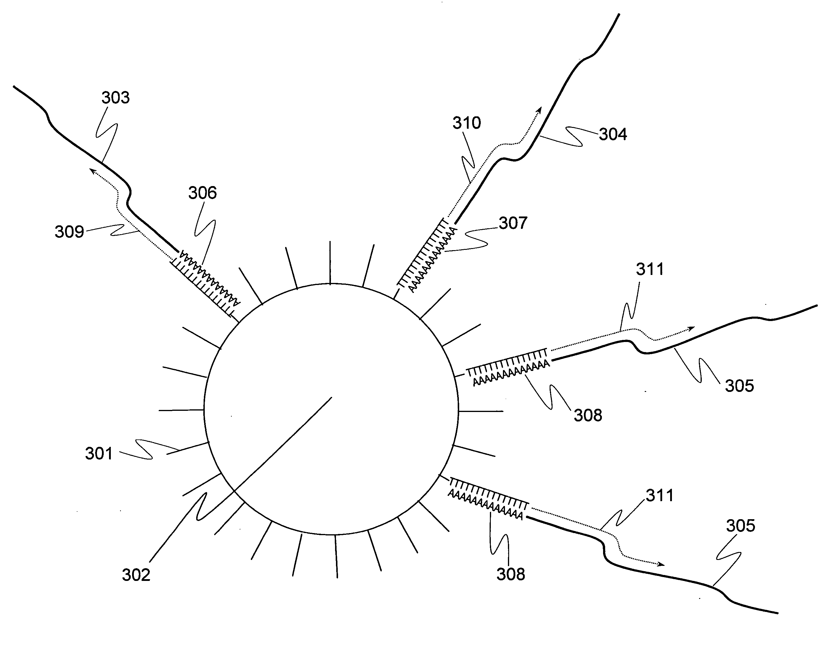 Methods for quantitative cDNA analysis in single-cell