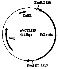 Multi-gene binary expression vector constructed by using homologous recombination and preparation method and application of multi-gene binary expression vector