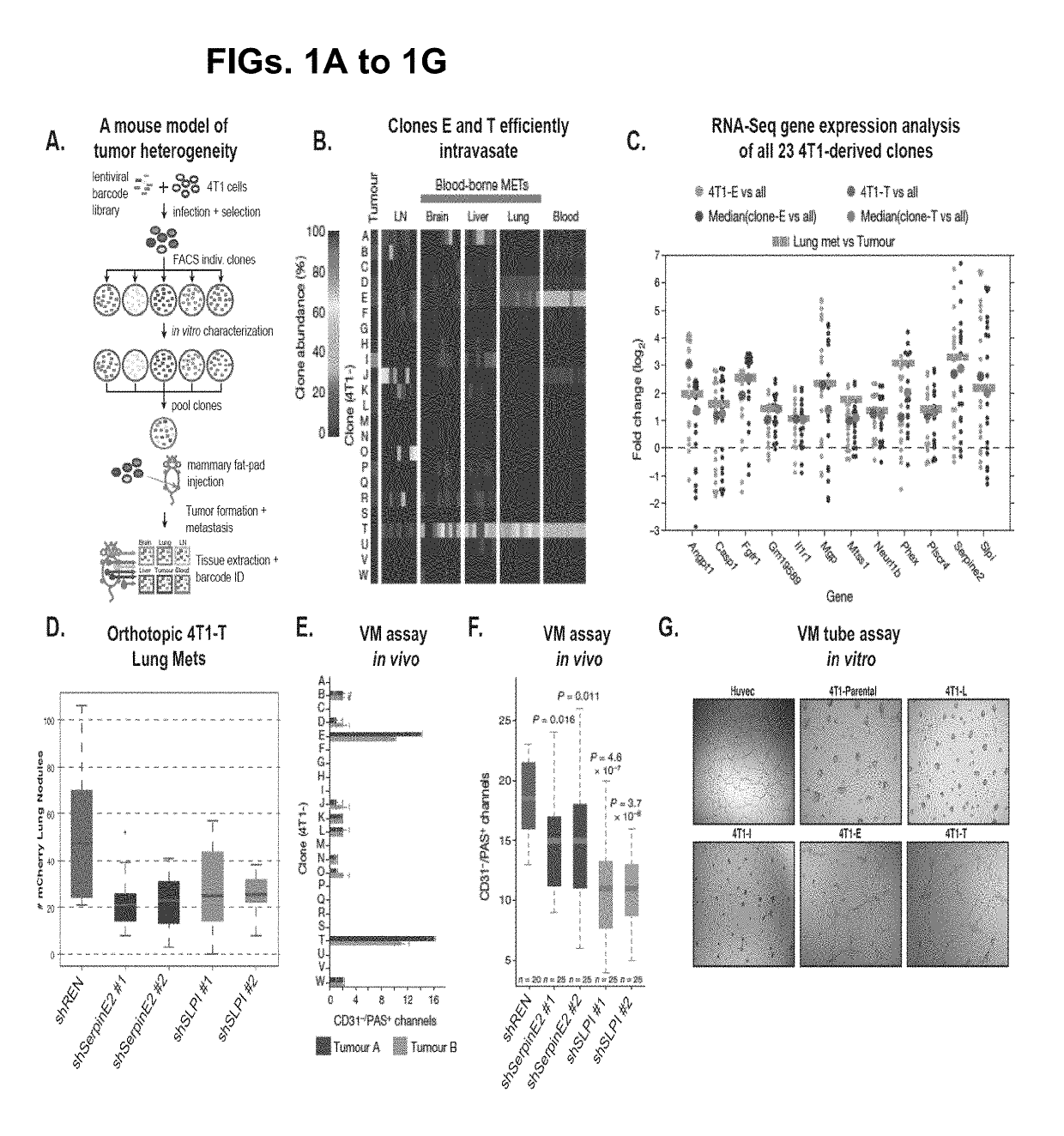 Methods and compositions for targeting vascular mimicry