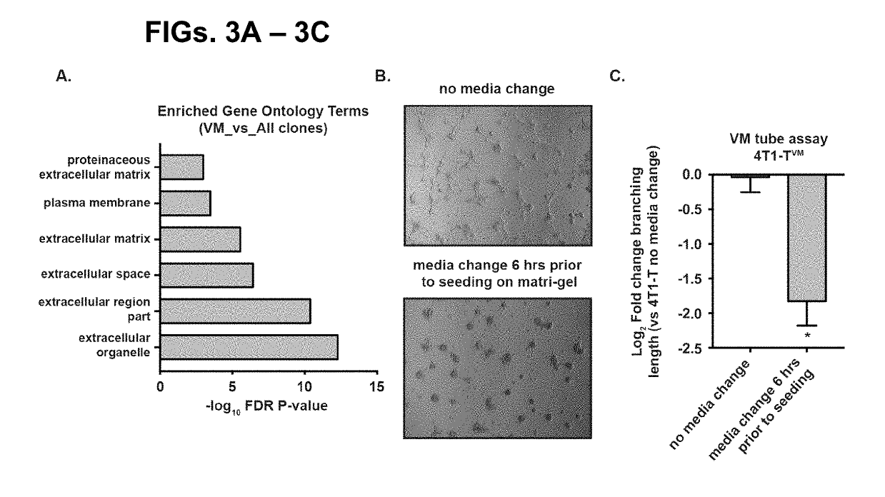 Methods and compositions for targeting vascular mimicry