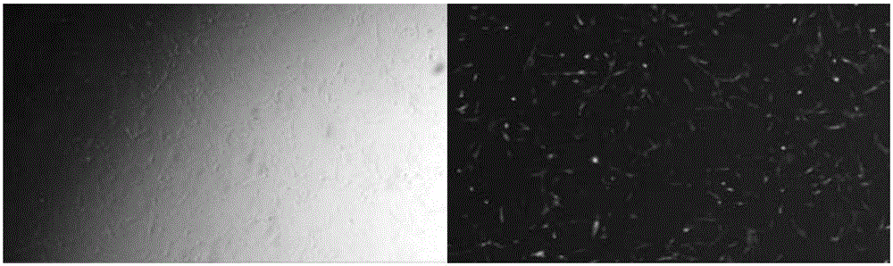 Preparing method for MC3R gene knockout pigs