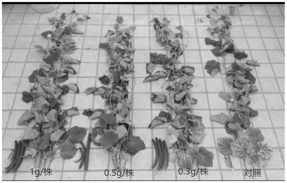 A strain of Trichoderma aculeatus with growth-promoting effect and its cultivation method and application