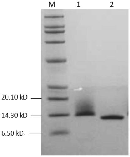 Method for preparing protein inclusion body and recombinant human beta-neural growth factor