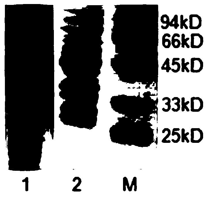 A tmv-cmv-pvy triple virus colloidal gold rapid detection test strip