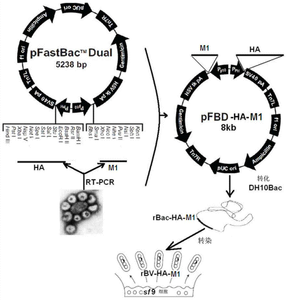 H3N8 subtype equine influenza recombinant virus-like particle vaccine as well as preparation method and application thereof