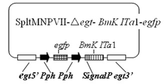 Prodenia litura genetically engineered virus NO.2 and construction method thereof