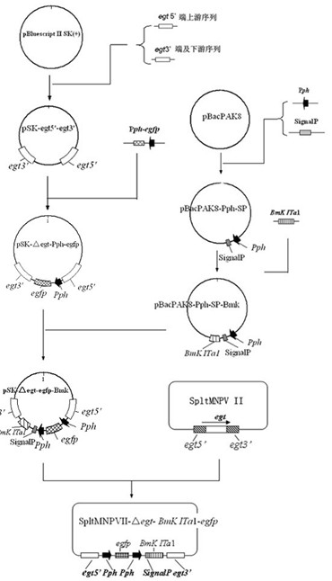 Prodenia litura genetically engineered virus NO.2 and construction method thereof