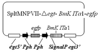 Prodenia litura genetically engineered virus NO.2 and construction method thereof