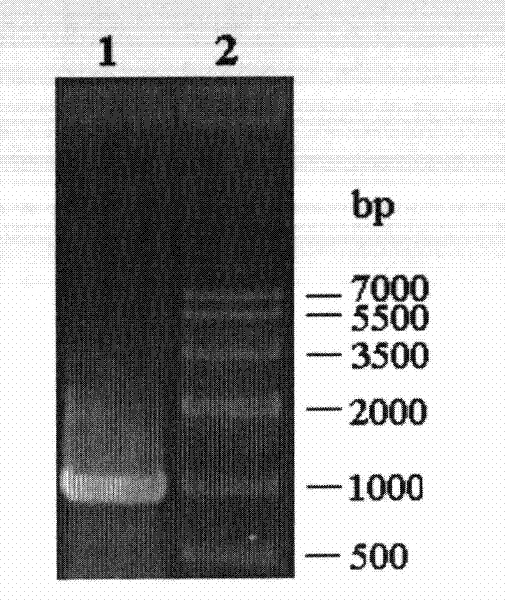 Epoxy hydrolase, gene thereof and application thereof