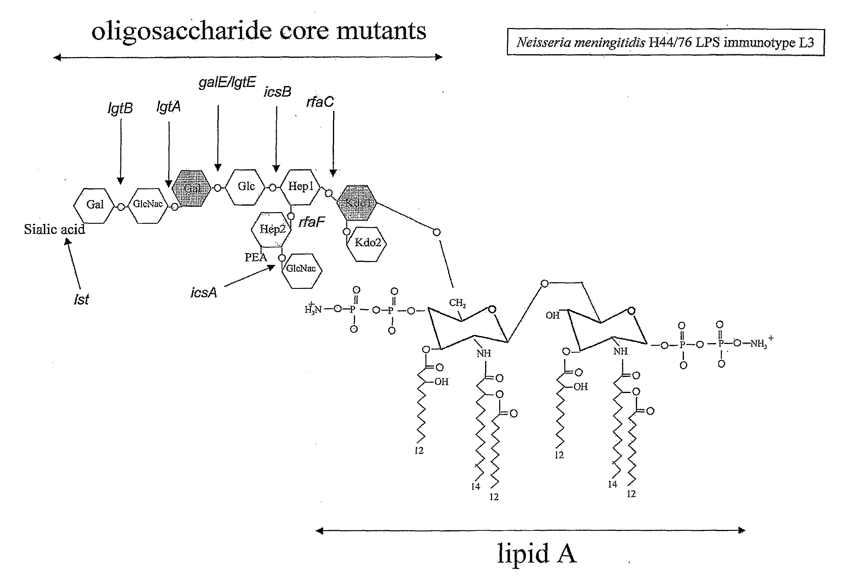 Neisseria meningitidis lgtb Los as Adjuvant