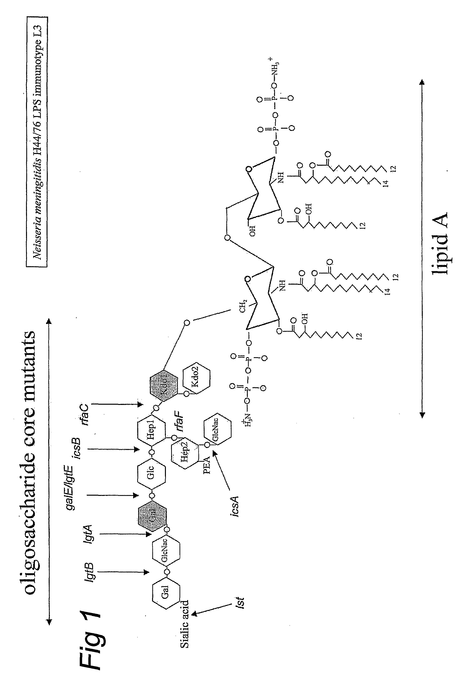 Neisseria meningitidis lgtb Los as Adjuvant