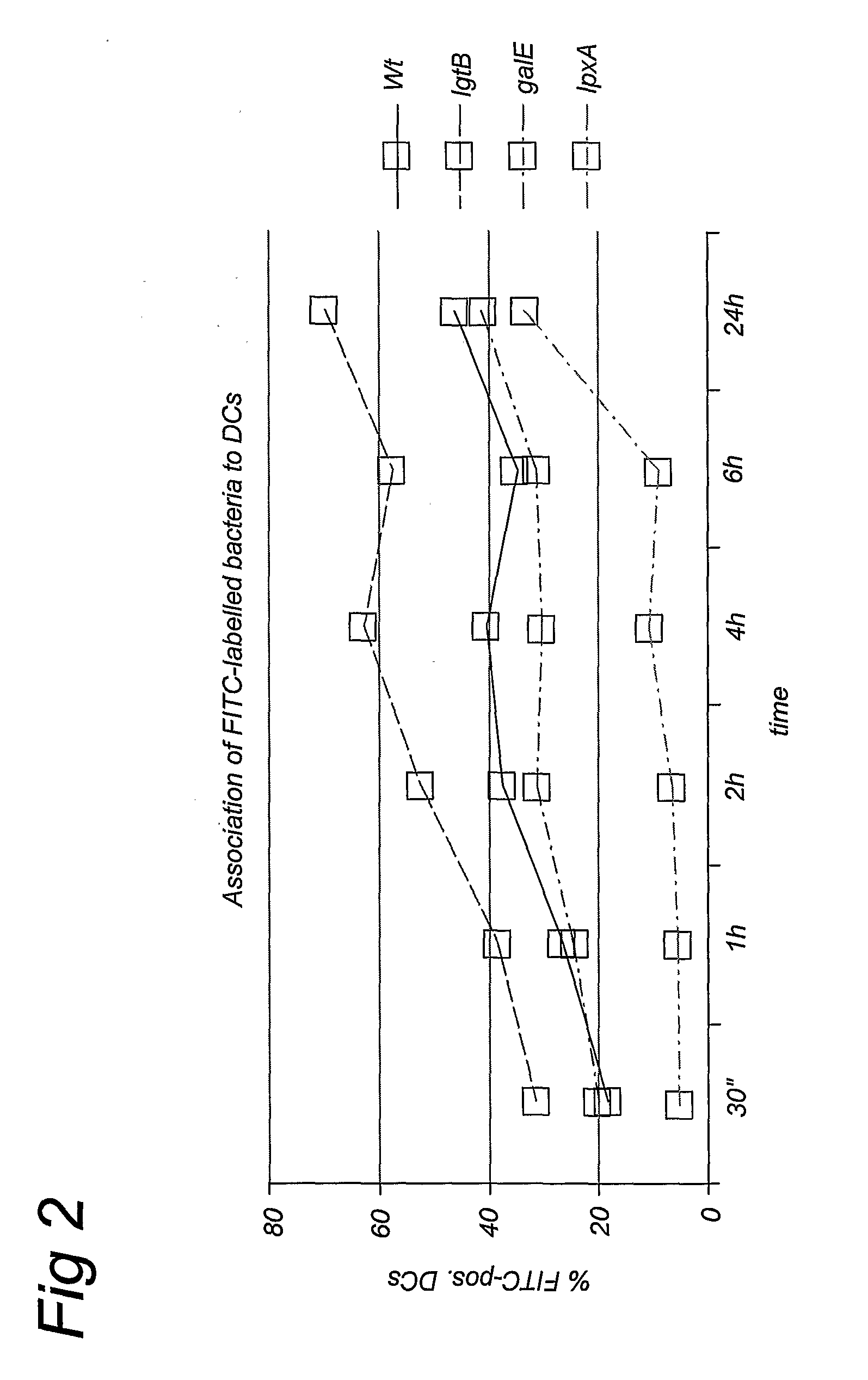 Neisseria meningitidis lgtb Los as Adjuvant