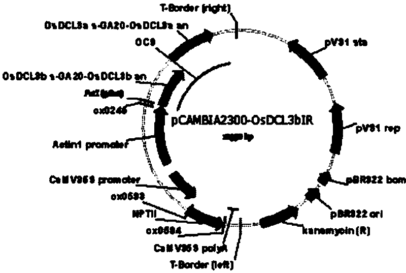 Application of OsDCL3b in dwarf rice cultivation