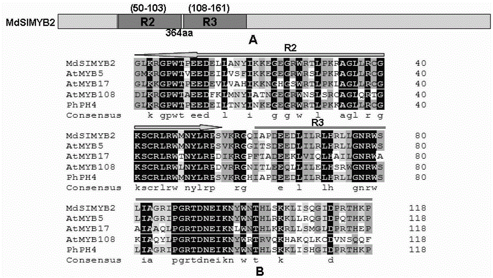 Cloning of apple stress-resistant related gene MdSIMYB2 and application of cloning of apple stress-resistant related gene MdSIMYB2