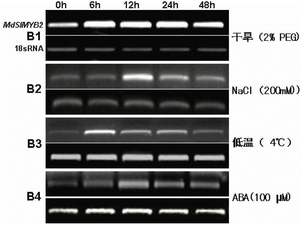 Cloning of apple stress-resistant related gene MdSIMYB2 and application of cloning of apple stress-resistant related gene MdSIMYB2