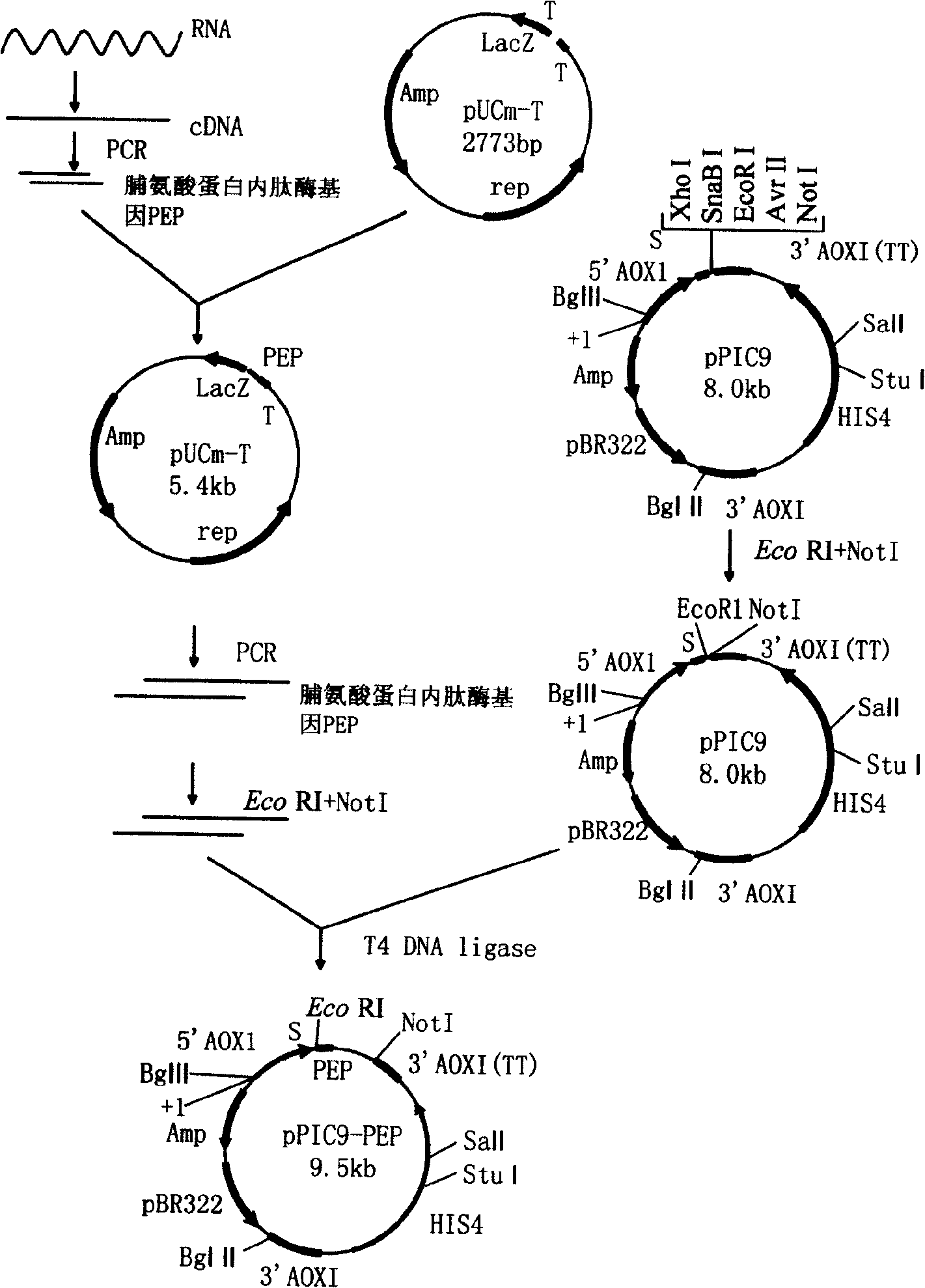 Aspergillus niger proline protein endopeptidase and preparation method thereof