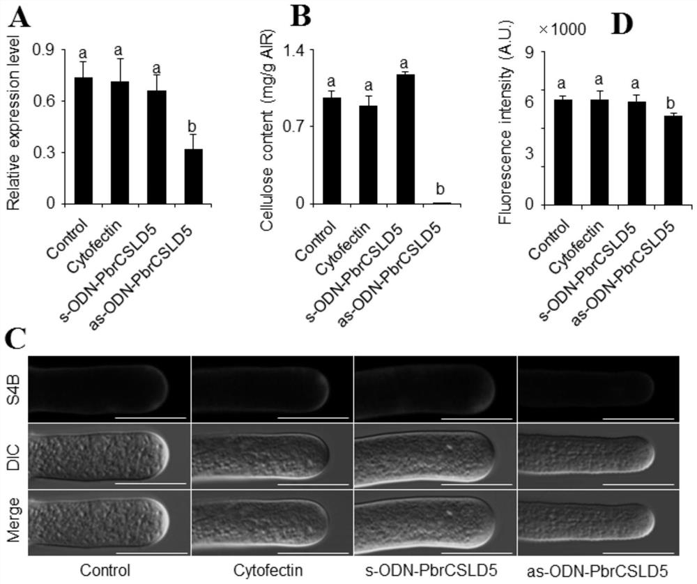 Pear cellulose synthase gene PbrCSLD5 and application thereof