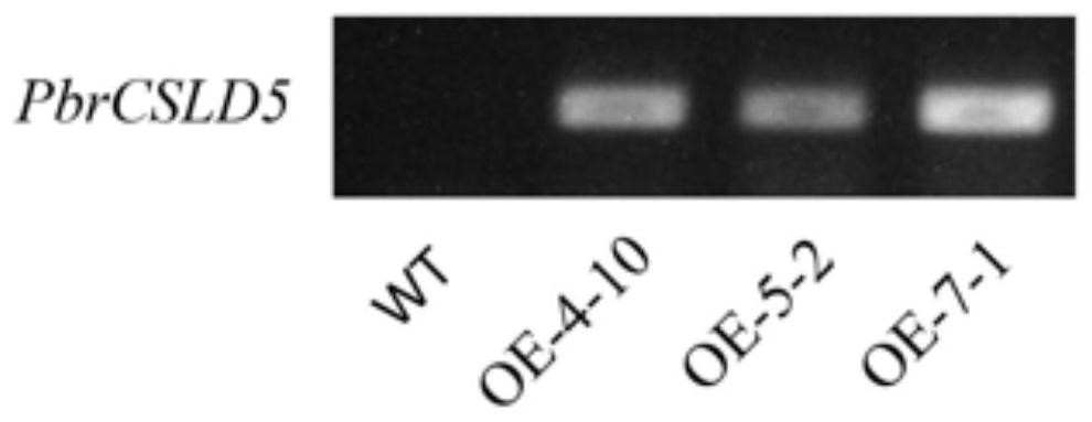 Pear cellulose synthase gene PbrCSLD5 and application thereof