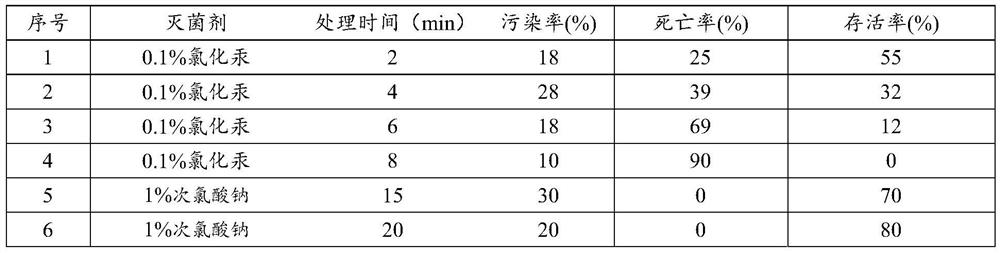 Tissue culture method of Syringa microphylla and method for rapidly obtaining large seedlings of Syringa microphyllum