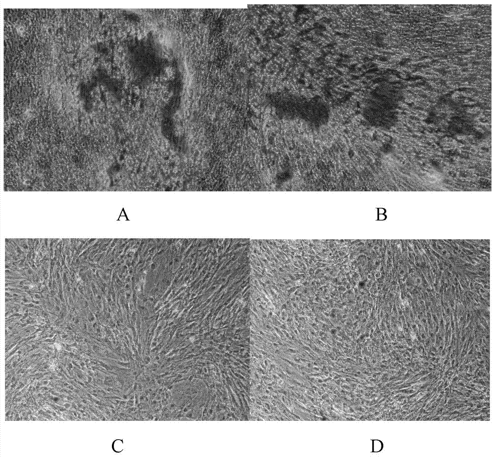 Method for analyzing different miRNAs (micro-ribonucleic acids) expression profiles of dental pulp stem cells and stem cells from apical papilla by next-generation sequencing technique