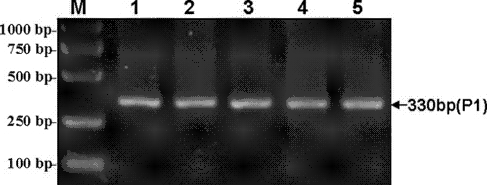 Detection method of Chinese simmental cattle carcass and meat quality trait genetic markers