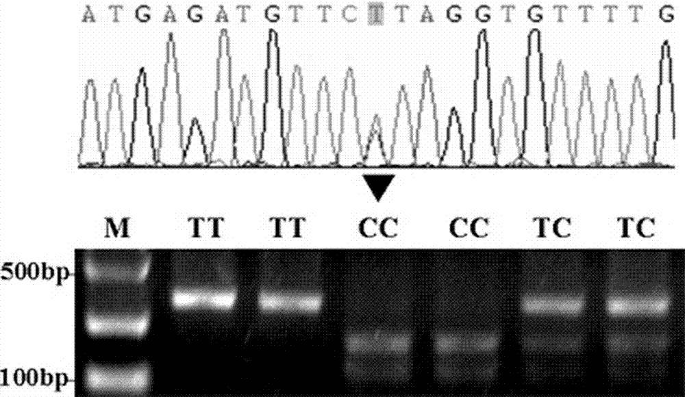 Detection method of Chinese simmental cattle carcass and meat quality trait genetic markers