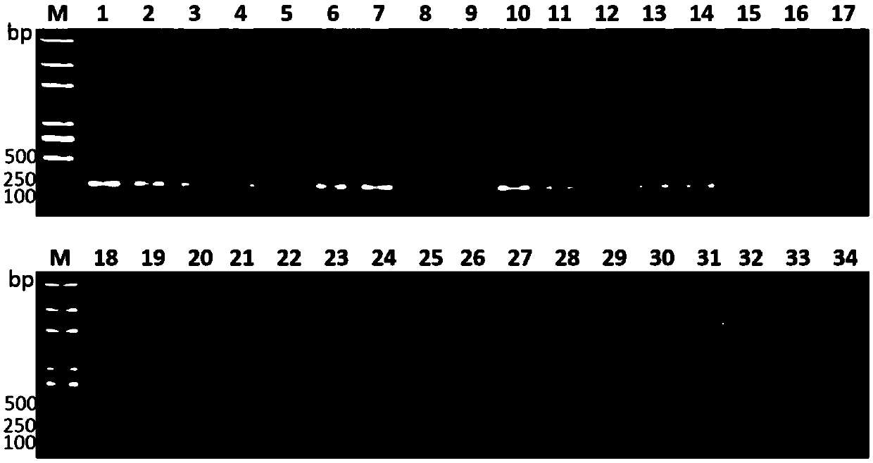 Specific gene sequence asnC for klebsiella pneumoniae causing hepatic abscess and application thereof