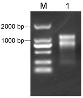 Diosgenin glucoside rhamnosyltransferase as well as coding gene and application thereof