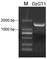 Diosgenin glucoside rhamnosyltransferase as well as coding gene and application thereof