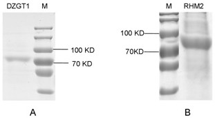 Diosgenin glucoside rhamnosyltransferase as well as coding gene and application thereof