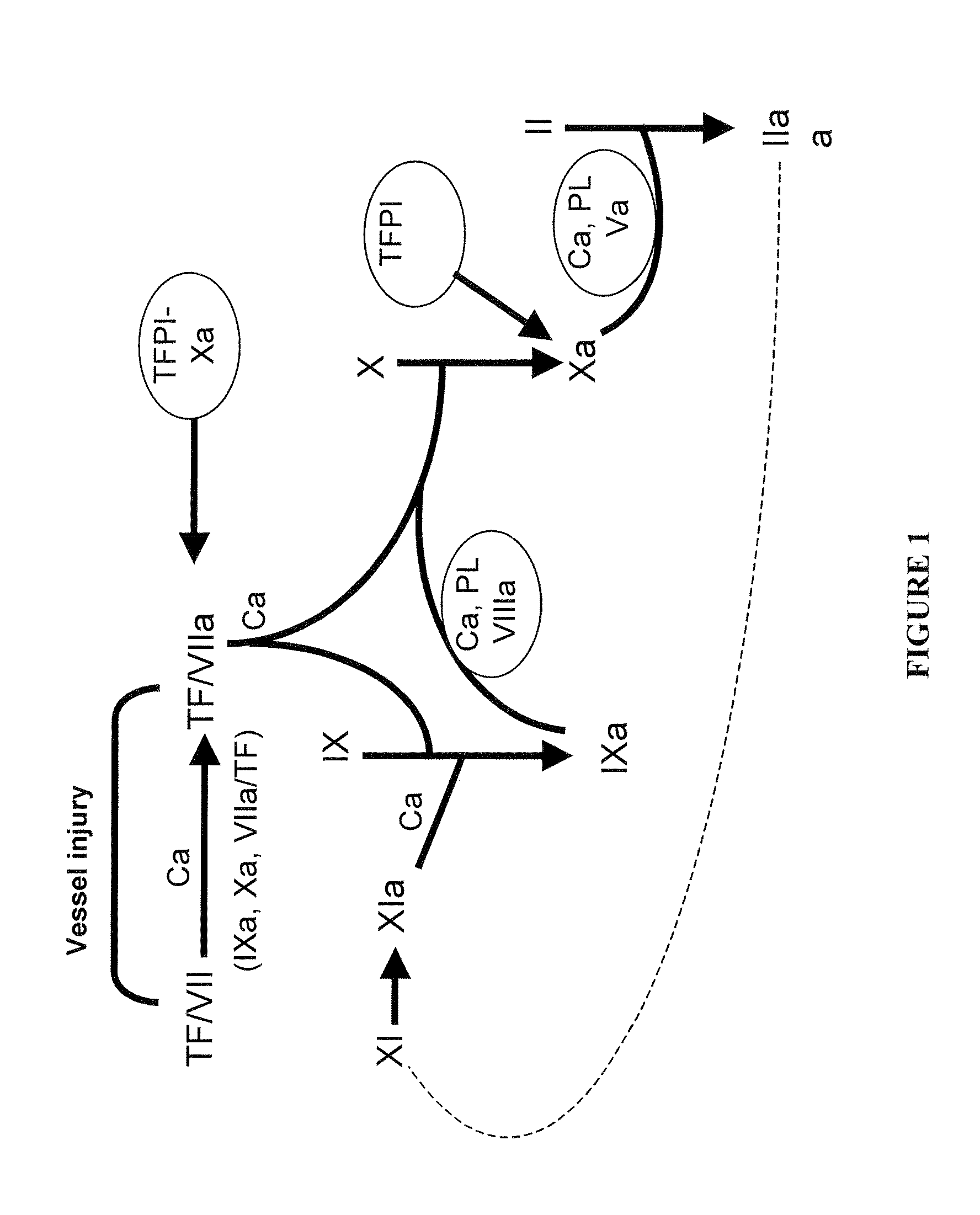 Novel VIII Factors for the Treatment of Type A Hemophilia